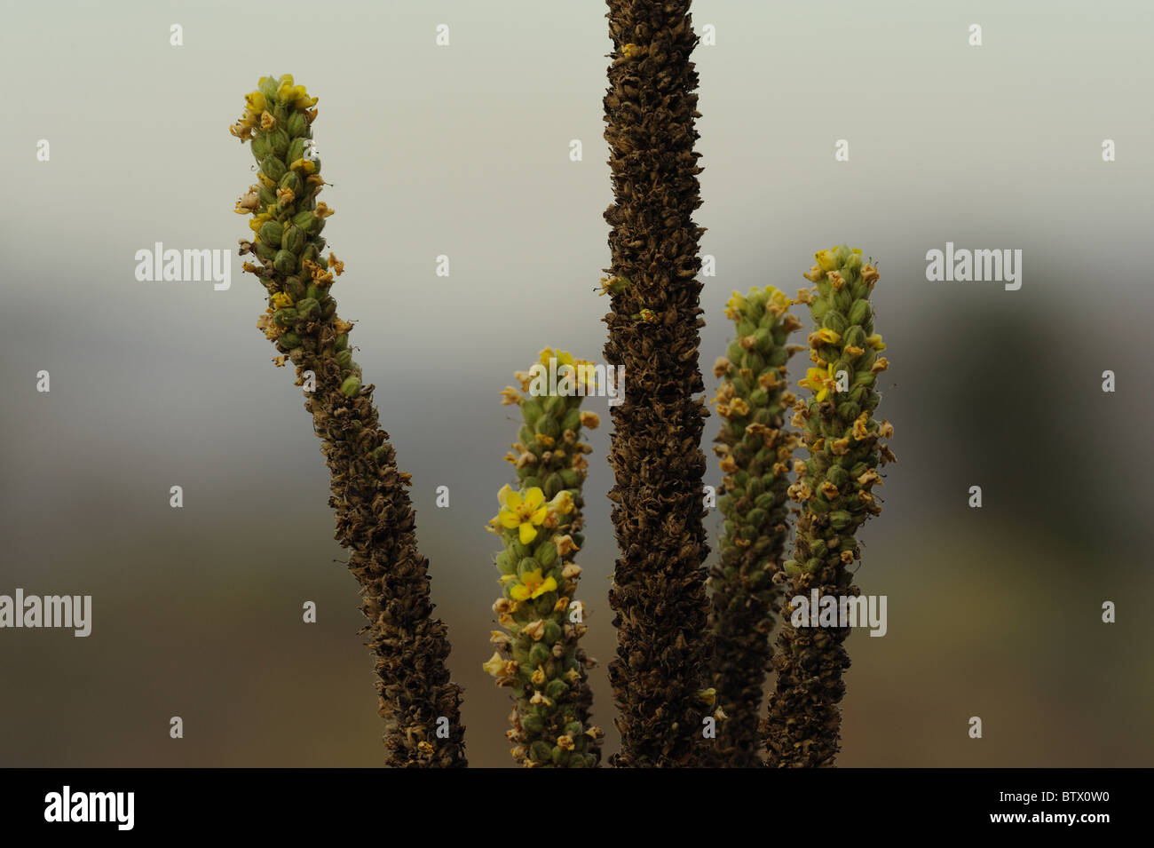 Lungo le scorte con fiori gialli. Foto Stock