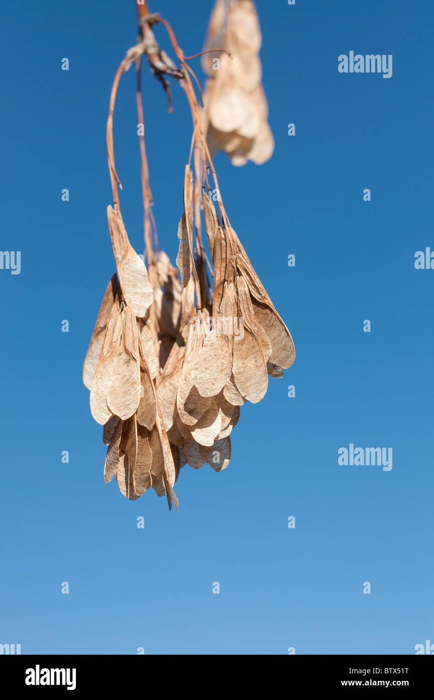 Un mazzetto di marroni tasti di acero o samaras appendere da un ramoscello di fronte a un profondo cielo blu in autunno. Foto Stock