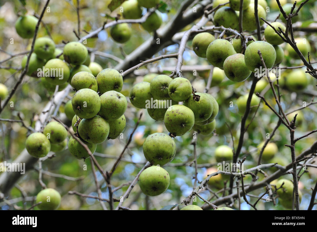 Crab Apple tree - Unione mela selvatica tree (Malus sylvestris) frutti in autunno - Belgio Foto Stock