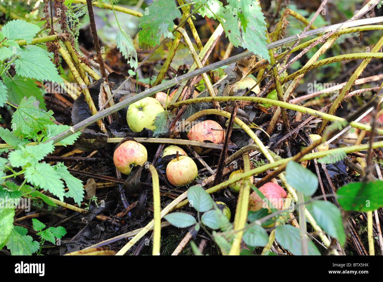 Crab Apple tree - Unione mela selvatica tree (Malus sylvestris) mele cadute a terra - Belgio Foto Stock