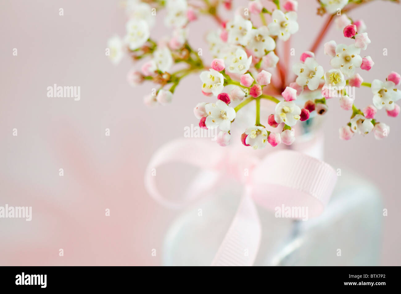 Viburnum fiori in vaso con fiocco rosa Foto Stock