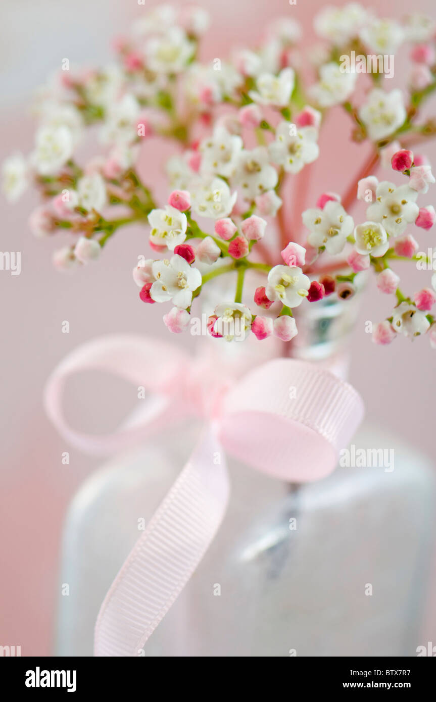 Viburnum fiori in vaso con fiocco rosa Foto Stock