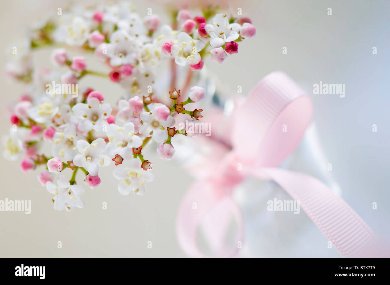 Viburnum fiori in vaso fiocco rosa Foto Stock
