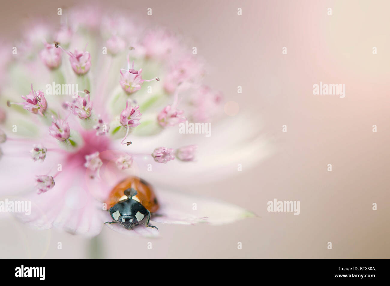 Coccinella septempunctata - Coccinella 7-punctata - 7-spot coccinella su un fiore Astrantia Foto Stock