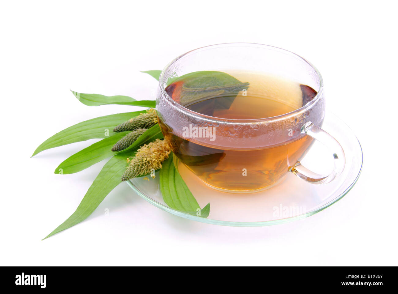 Tee Spitzwegerich - tea ribwort piantaggine 08 Foto Stock