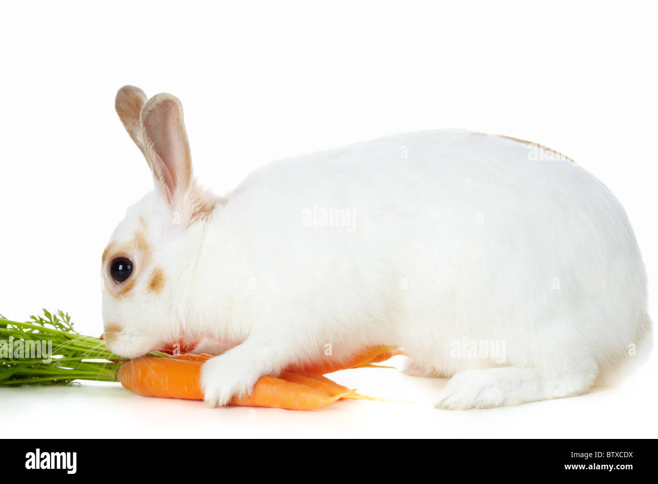 Immagine di cauto coniglio con succose carote seduta in isolamento Foto Stock