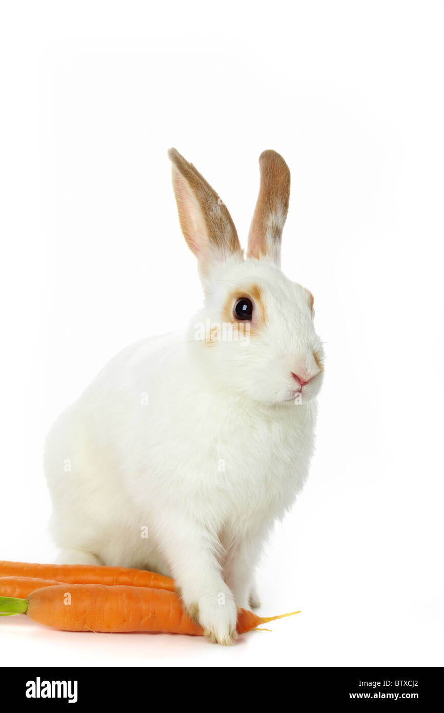 Immagine di cauto coniglio con carote seduta in isolamento Foto Stock