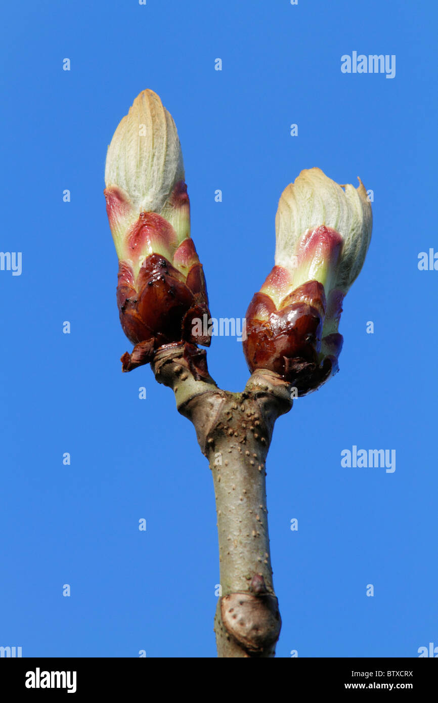 Ippocastano Tree (Aesculus hippocastanum), boccioli apertura, Germania Foto Stock