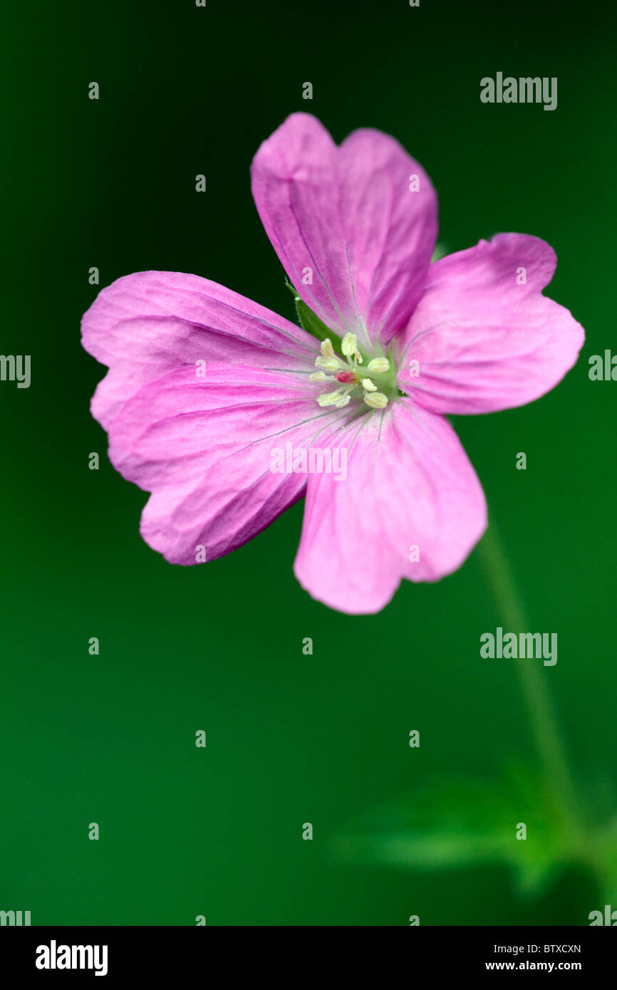 Bloody Crane's-bill (Gernaium sanguineum), unico fiore, Germania Foto Stock