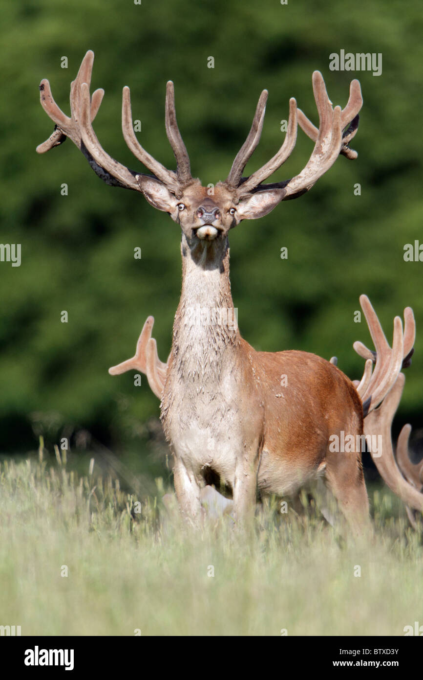 Il cervo (Cervus elaphus), feste di addio al celibato con il velluto sui palchi, avviso, Germania Foto Stock