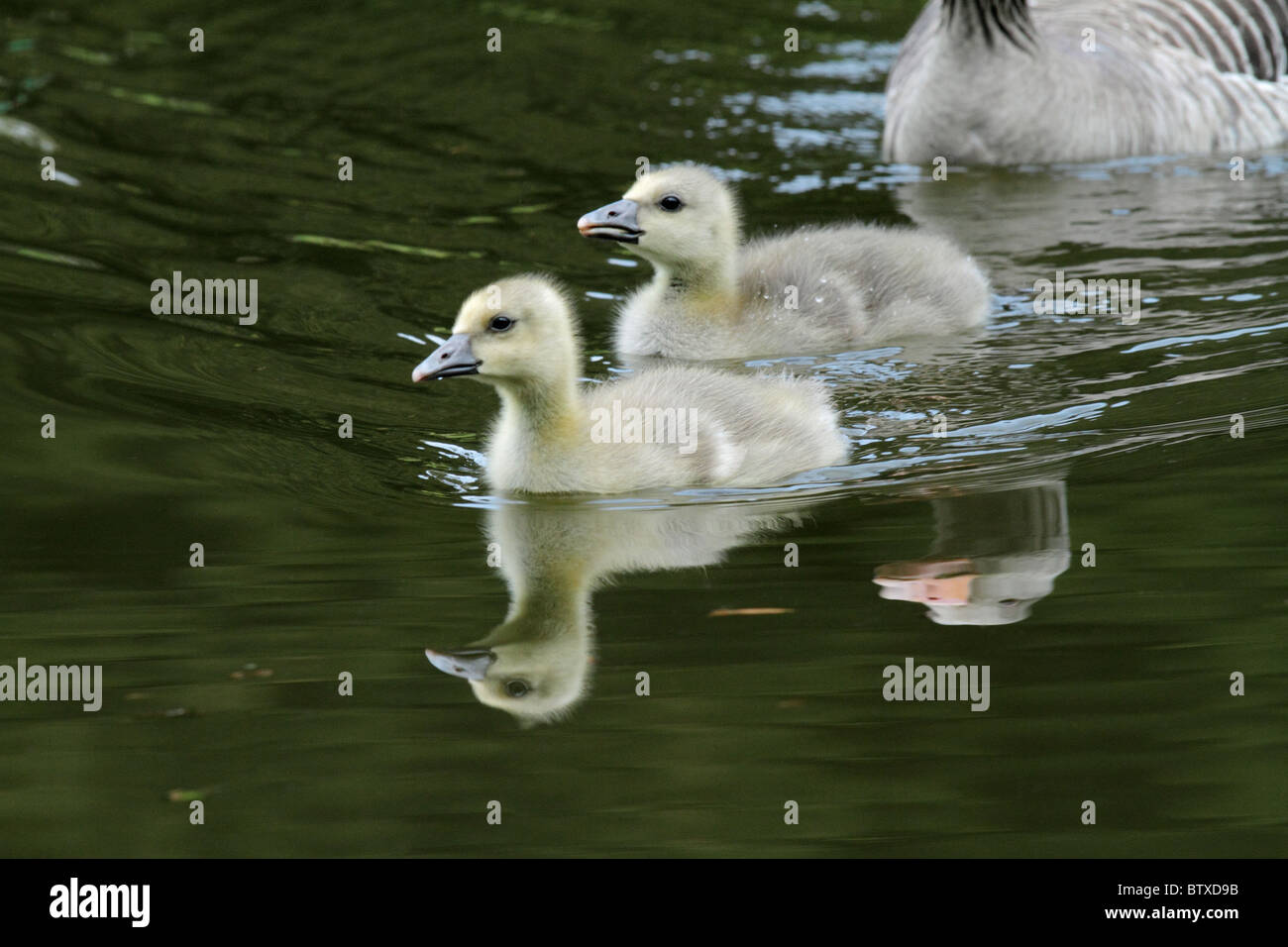 Graylag Goose (Anser anser), goslings nuoto sul lago, Germania Foto Stock