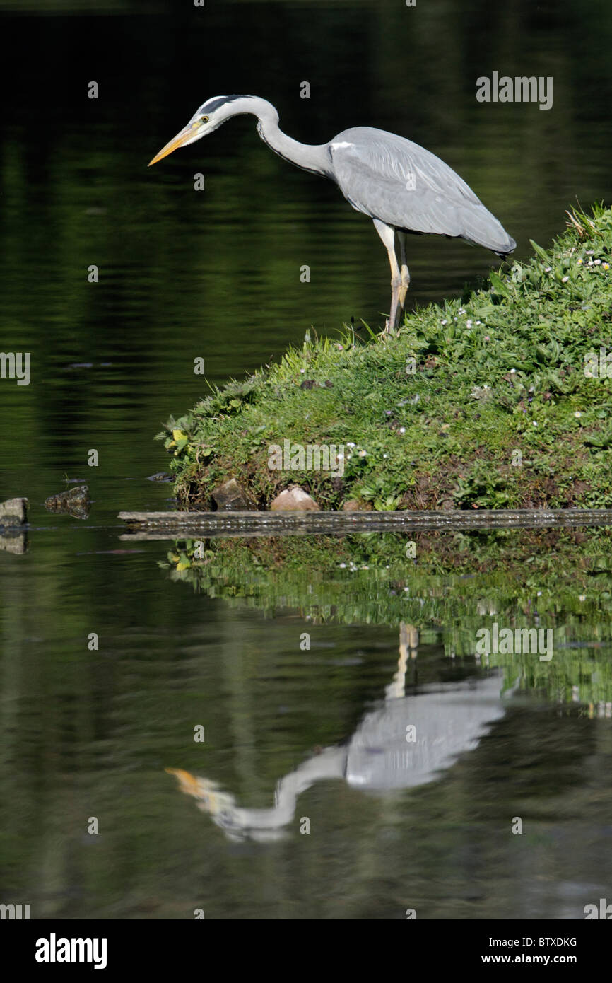 Airone cinerino (Ardea cinerea), a lato del lago di stalking pesce, Germania Foto Stock