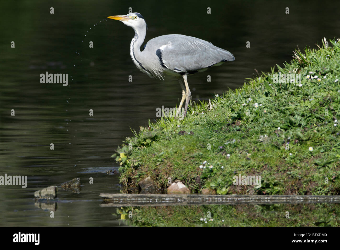 Airone cinerino (Ardea cinerea), a lato del lago di acqua potabile, Germania Foto Stock