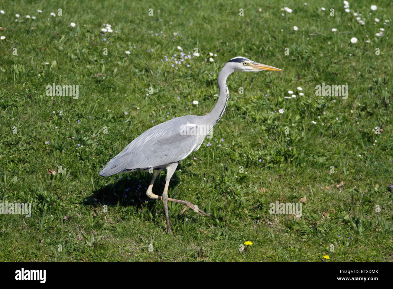 Airone cinerino (Ardea cinerea), stalking lungo il lato del lago, Germania Foto Stock