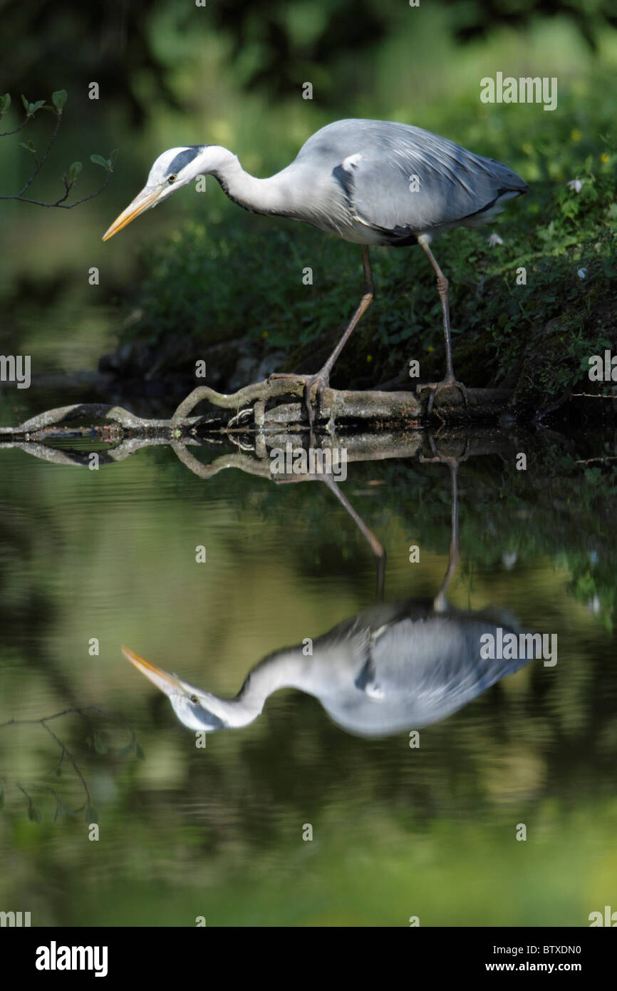 Airone cinerino (Ardea cinerea), a lato del lago di insidiare i pesci con lo specchio di riflessione, Germania Foto Stock