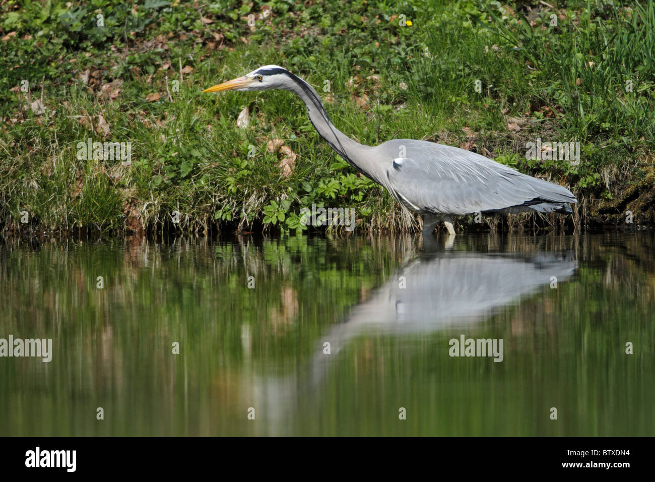 Airone cinerino (Ardea cinerea), a lato del lago di stalking pesce, Germania Foto Stock