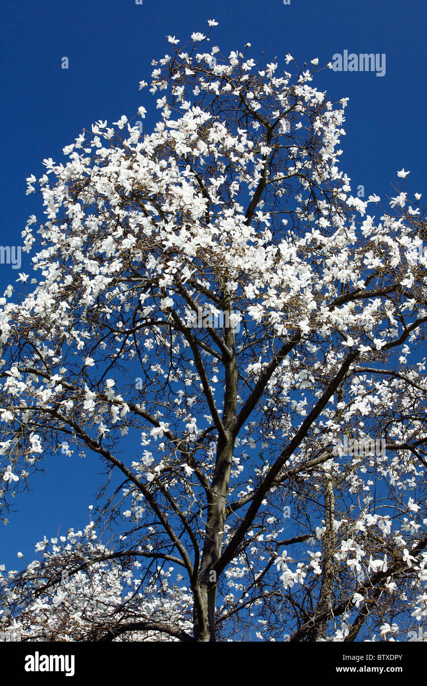Albero di Magnolia (Magnolia sp.) fioritura nel parco con fiori bianchi, primavera, Germania Foto Stock