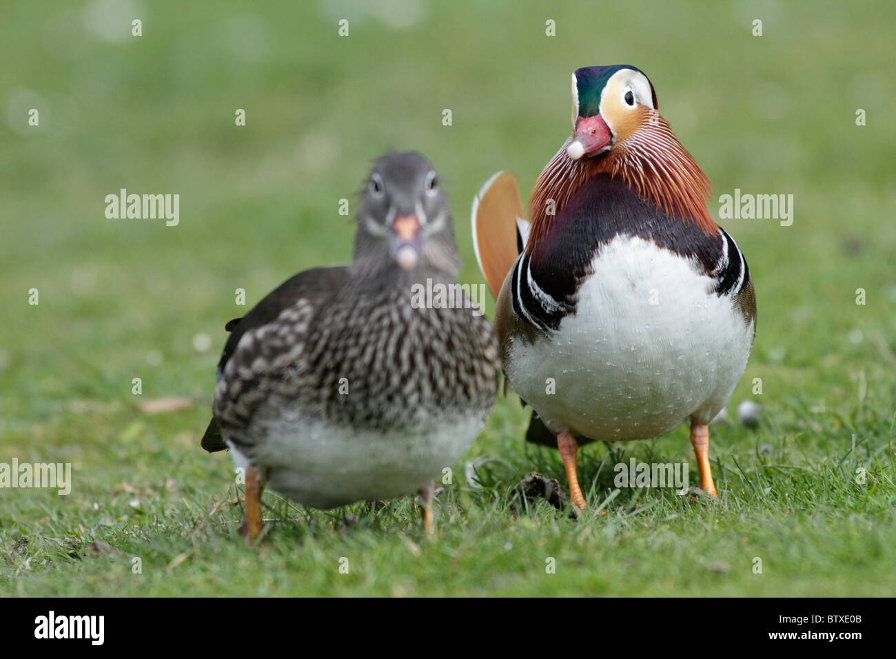 Anatra di mandarino (Aix galericulata), Drake visualizzazione a femmina o di anatra, Germania Foto Stock