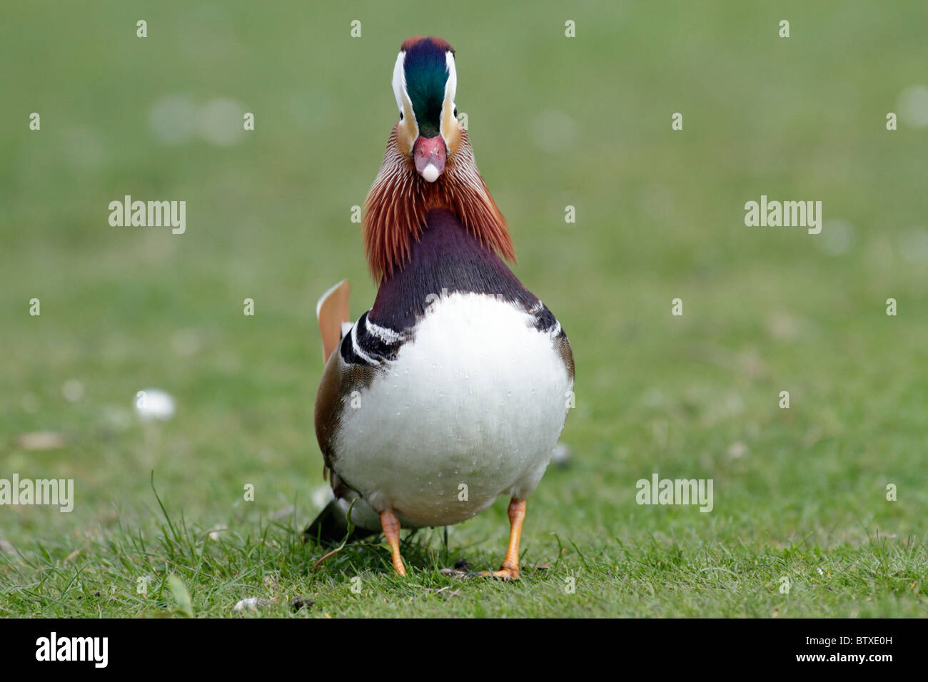 Anatra di mandarino (Aix galericulata), Drake visualizzazione a femmina o di anatra, Germania Foto Stock