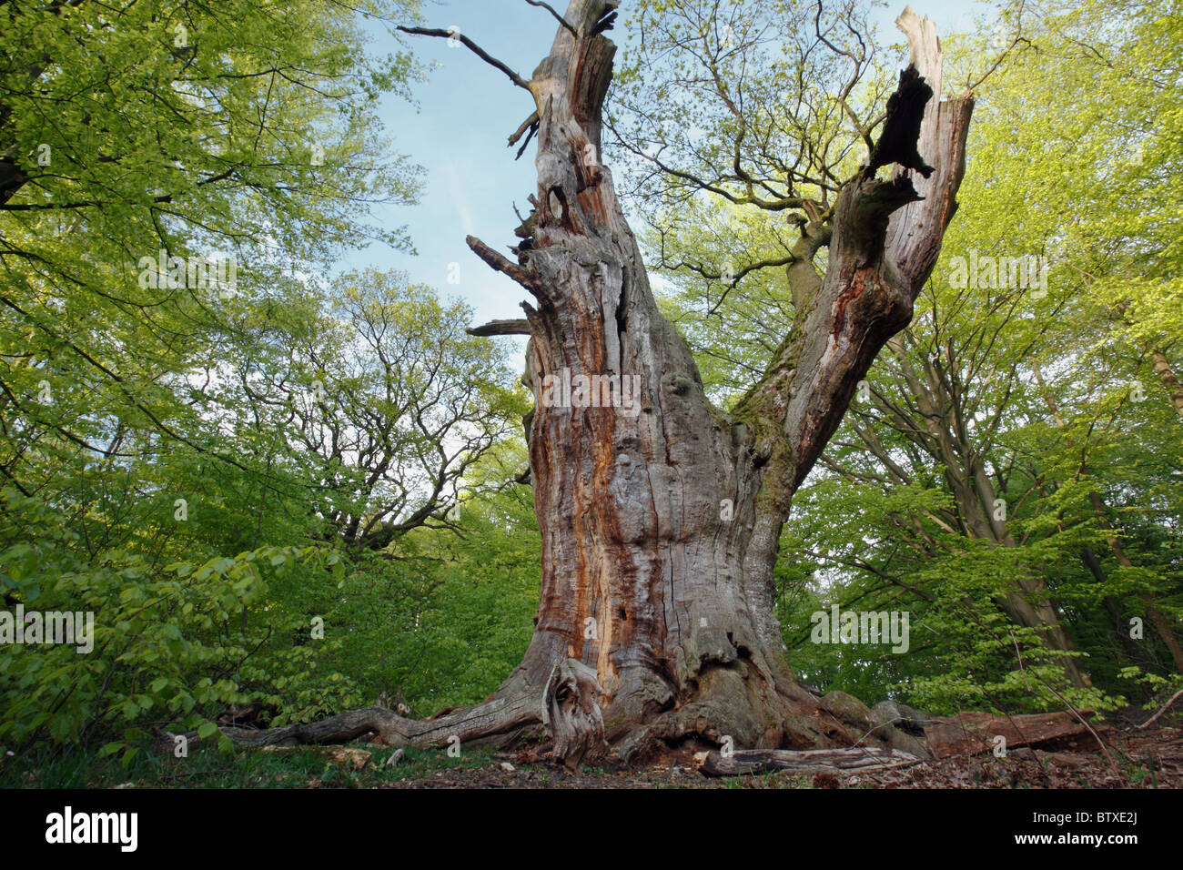 Antica quercia (Quercus robur), foresta Sababurg prenotazione, Hessen, Germania Foto Stock