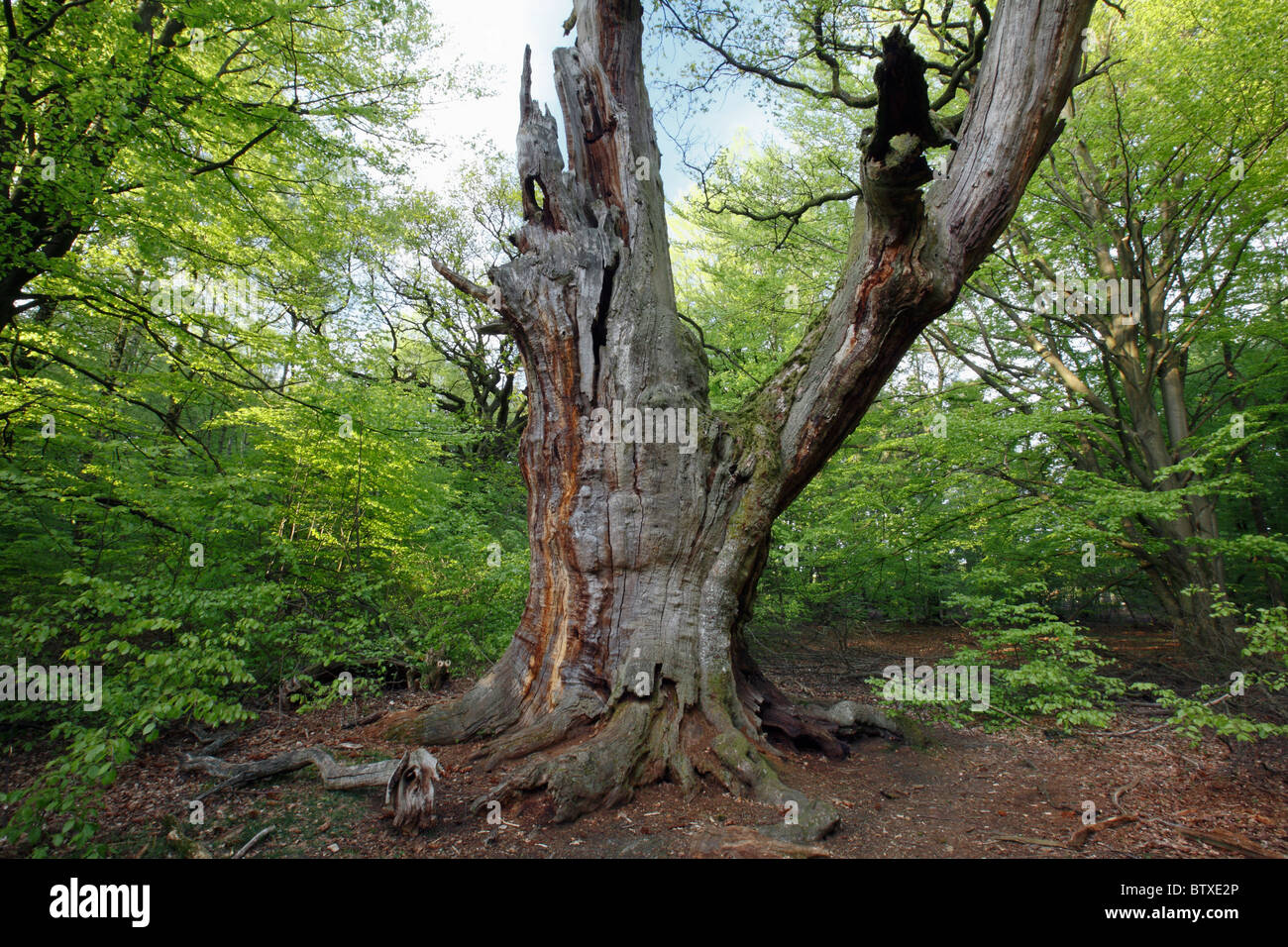 Antica quercia (Quercus robur), foresta Sababurg prenotazione, Hessen, Germania Foto Stock