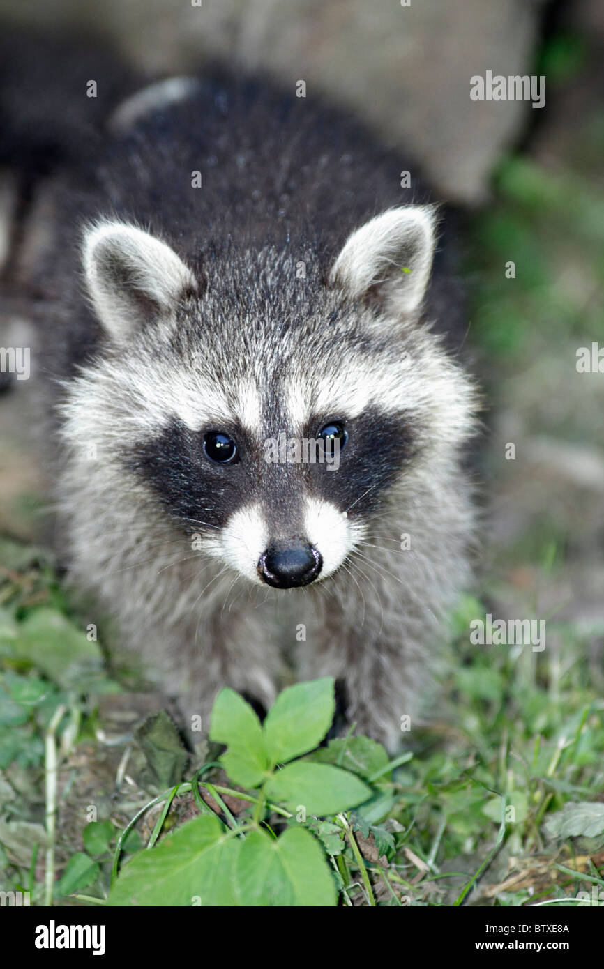 Raccoon (Procione lotor), baby di alimentazione degli animali sulla terra, Germania Foto Stock