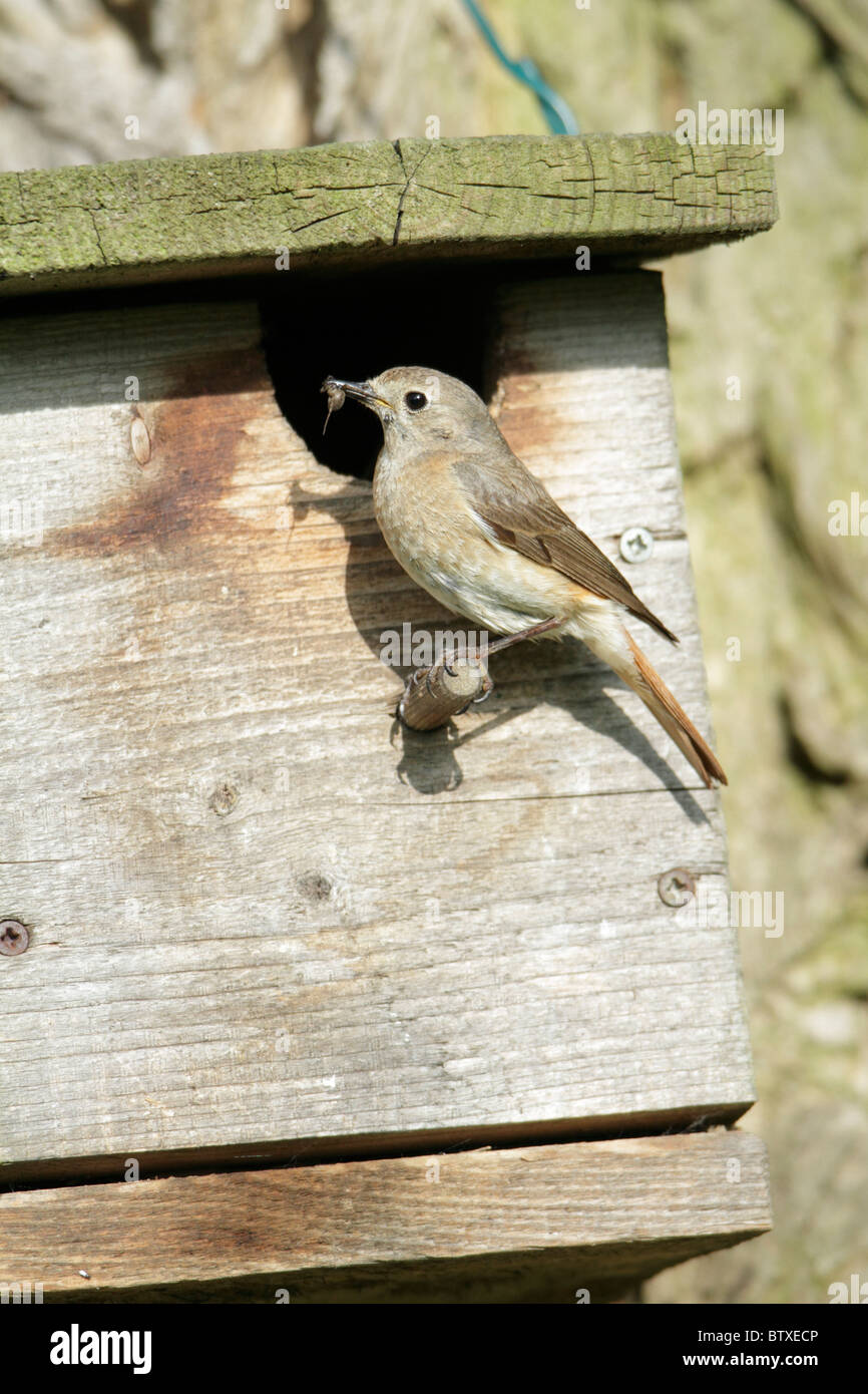 (Redstart Phoenicurus phoenicurus), femmina a ingresso nestbox con il cibo in bill, Germania Foto Stock