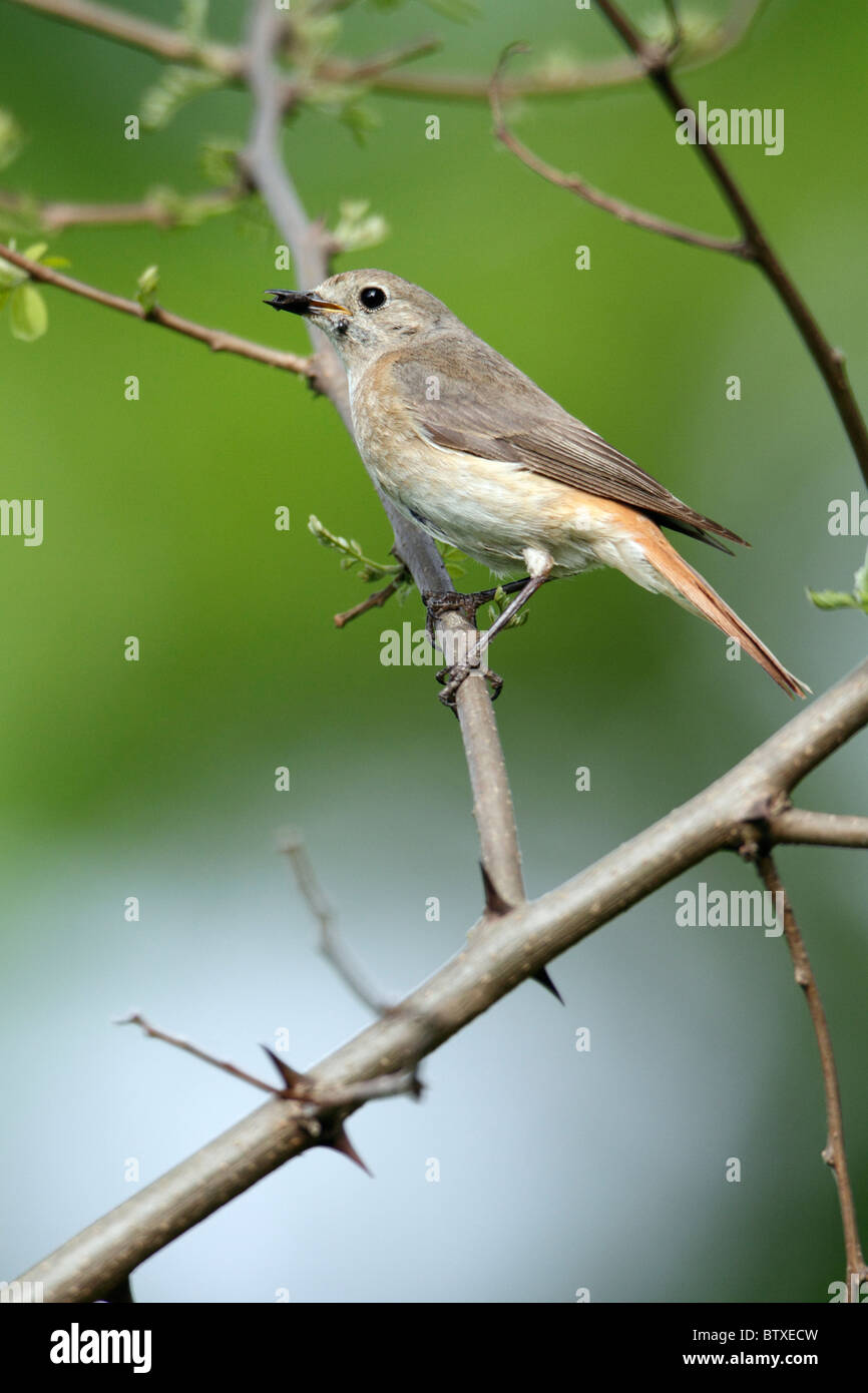 (Redstart Phoenicurus phoenicurus), femmina appollaiato sul ramo con il cibo in bill, Germania Foto Stock