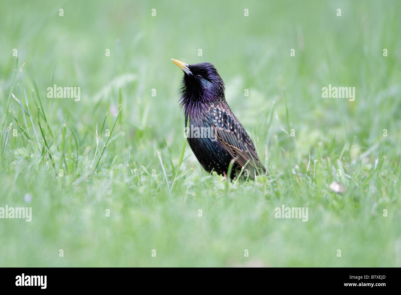 Starling (Sturnus vulgaris), arroccato sul terreno, cantando, Germania Foto Stock