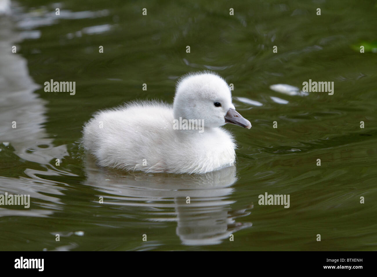 Cigno (Cygnus olor), Baby nuoto cygnet sul lago, Germania Foto Stock