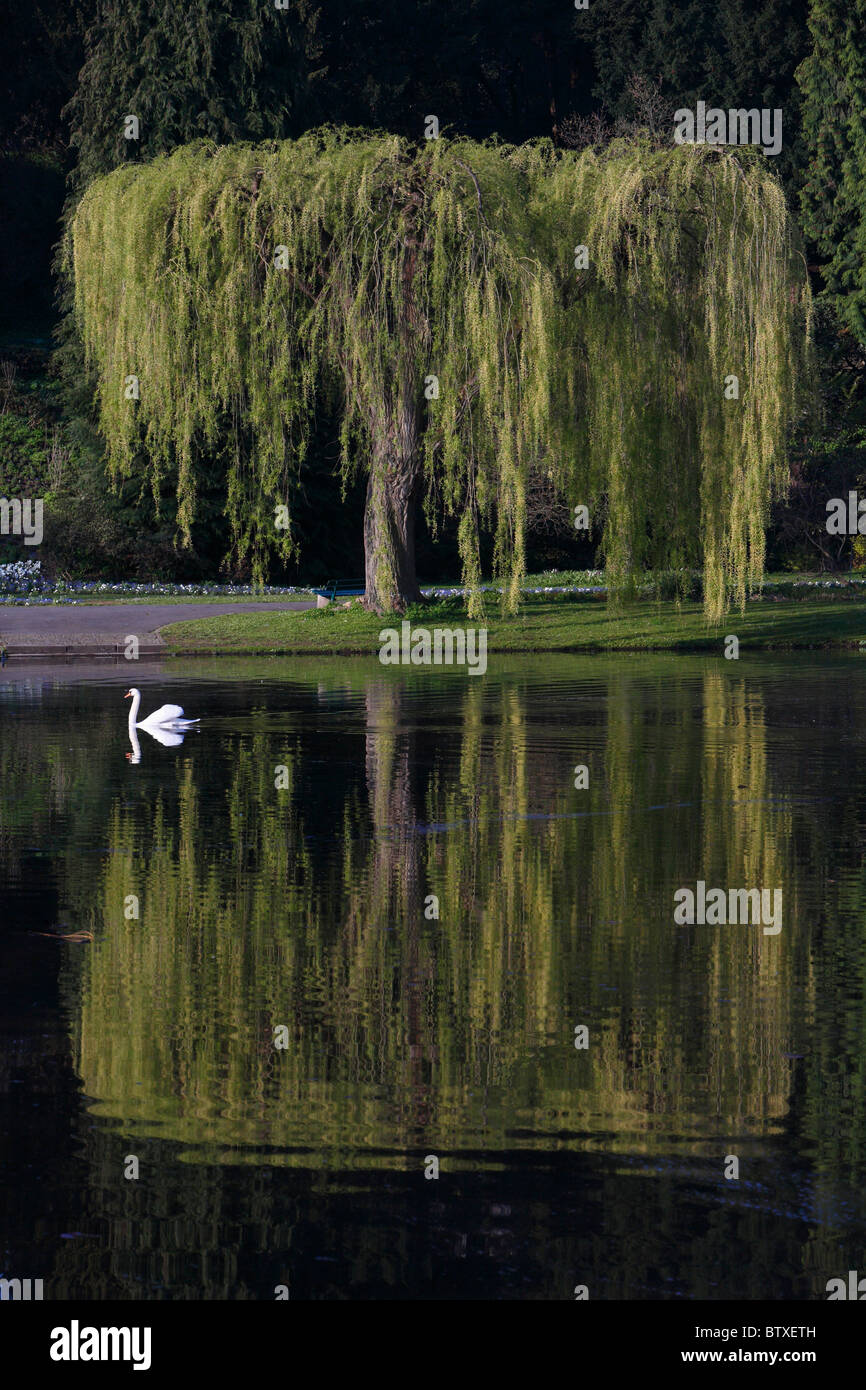 Cigno (Cygnus olor), in lago di nuoto attraverso la riflessione di salice piangente, Germania Foto Stock