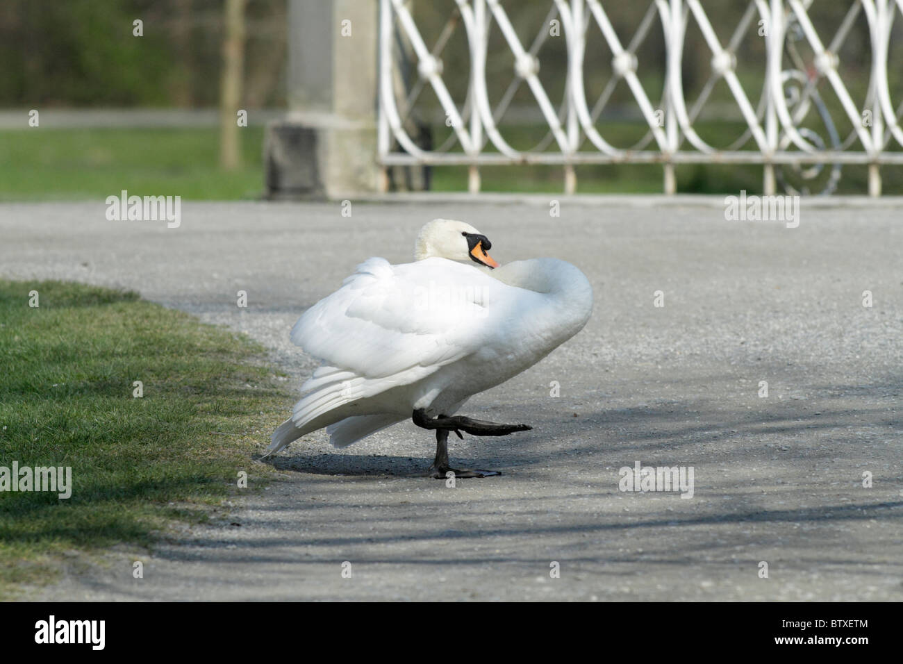 Cigno (Cygnus olor), maschio strutting intorno a difendere il suo territorio di allevamento, primavera, Germania Foto Stock