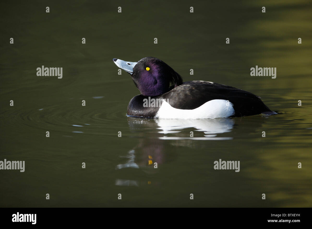 Moretta (Aythya fuligula), Drake sul lago con la riflessione, Germania Foto Stock
