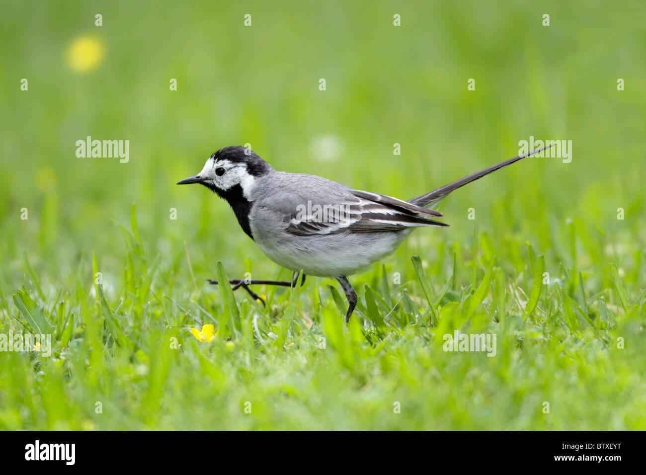 White Wagtail ( Motacilla alba), alla ricerca di cibo sul prato, Germania Foto Stock