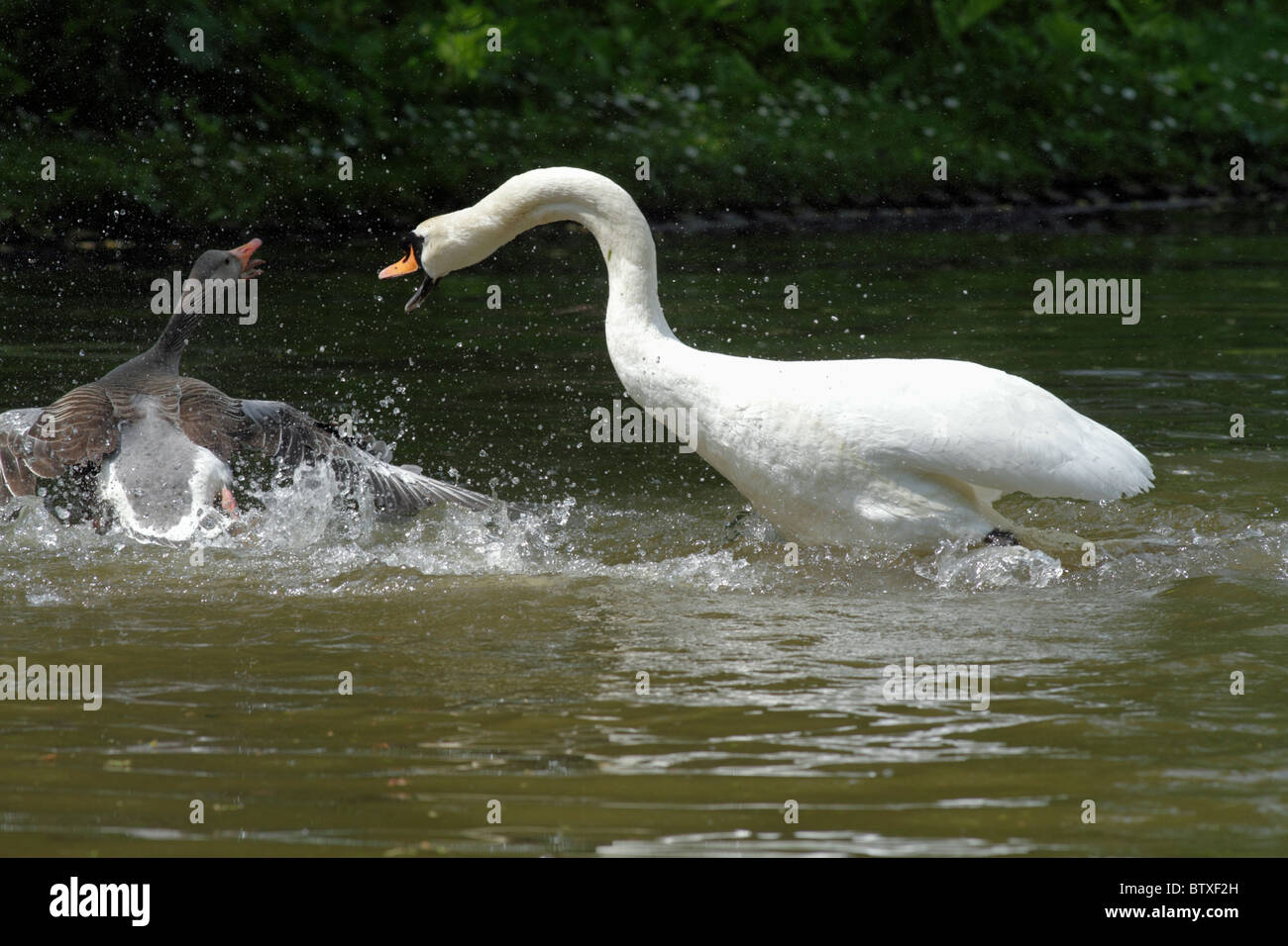 Cigno (Cygnus olor) e Graylag goose (Anser anser), combattendo sul lago, conflitto territoriale, primavera, Germania Foto Stock