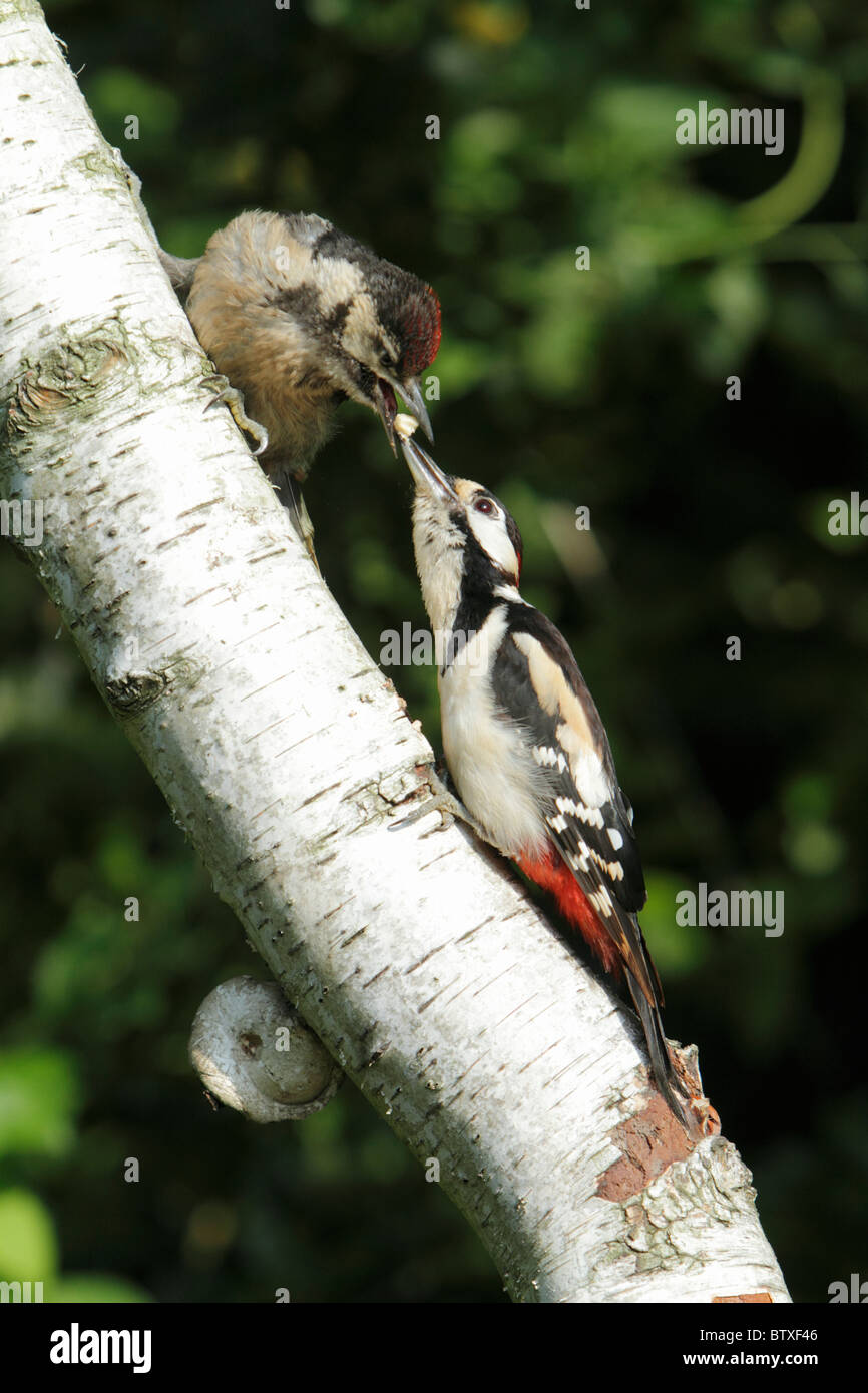 Picchio rosso maggiore (Dendrocopos major), genitore bird alimentando i capretti, sulla betulla stelo, Germania Foto Stock