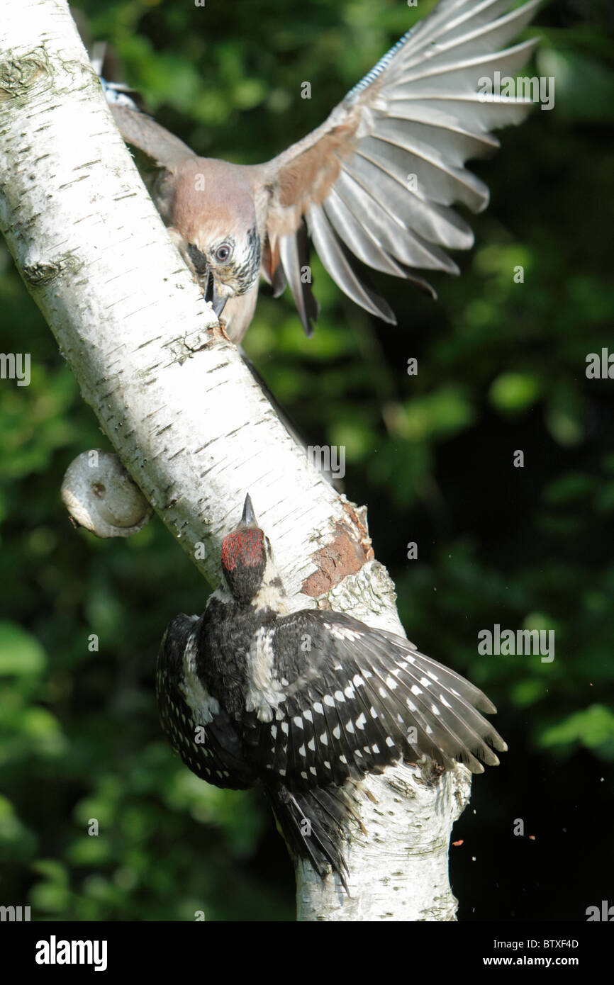 Picchio rosso maggiore (Dendrocopos major) capretti bird, avente il cibo rubato da esso da un Jay, Germania Foto Stock