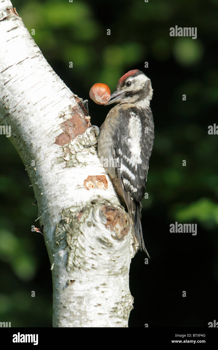 Picchio rosso maggiore (Dendrocopos major), capretti bird con granella di nocciole in bill, Germania Foto Stock