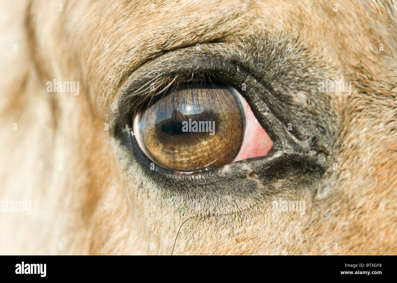 Una chiusura di un cavallo's eye Foto Stock