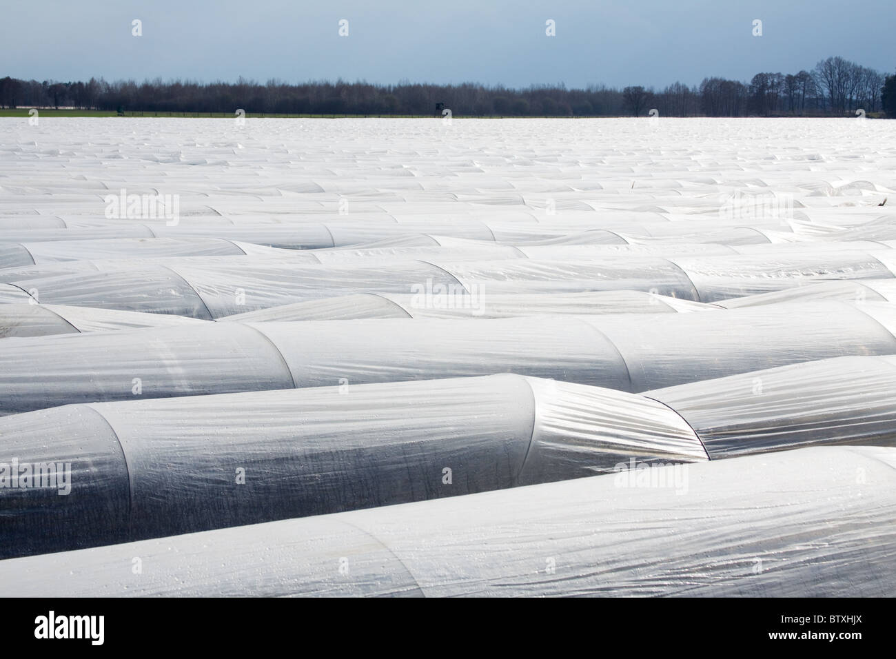 Materie plastiche per gli asparagi Foto Stock