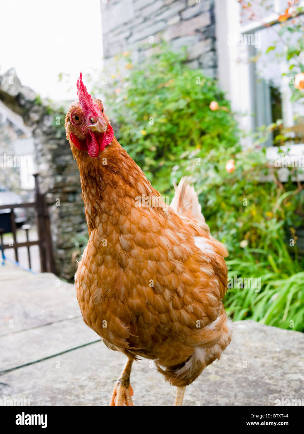 Una gallina inquisitiva in una casa colonica tè giardino nel Lake District National Park, Cumbria, Inghilterra. Foto Stock