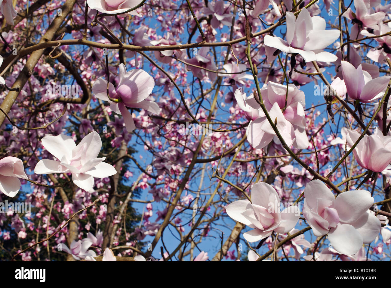 Magnolia fiorisce in primavera REGNO UNITO Foto Stock