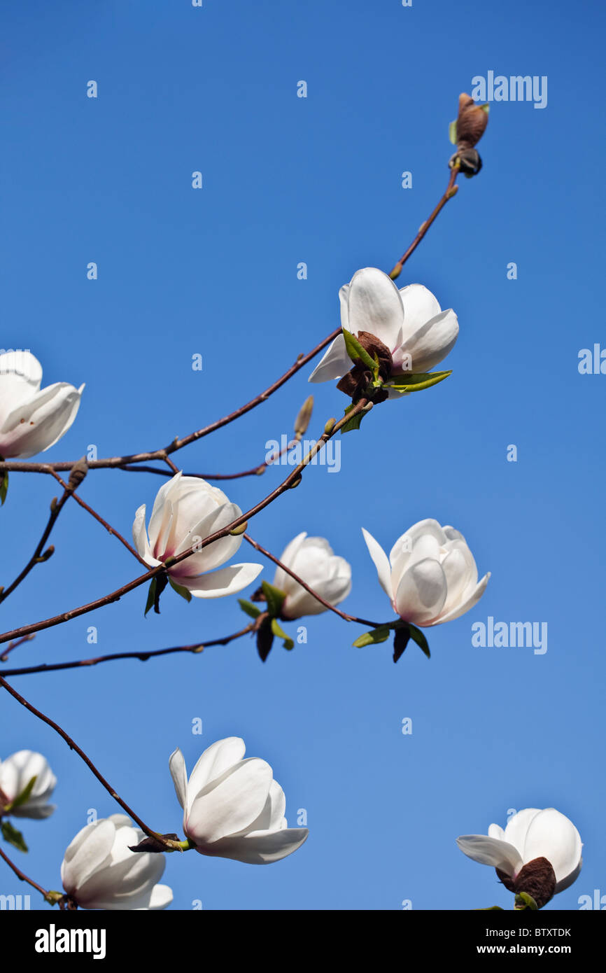 Magnolia fiorisce in primavera, REGNO UNITO Foto Stock
