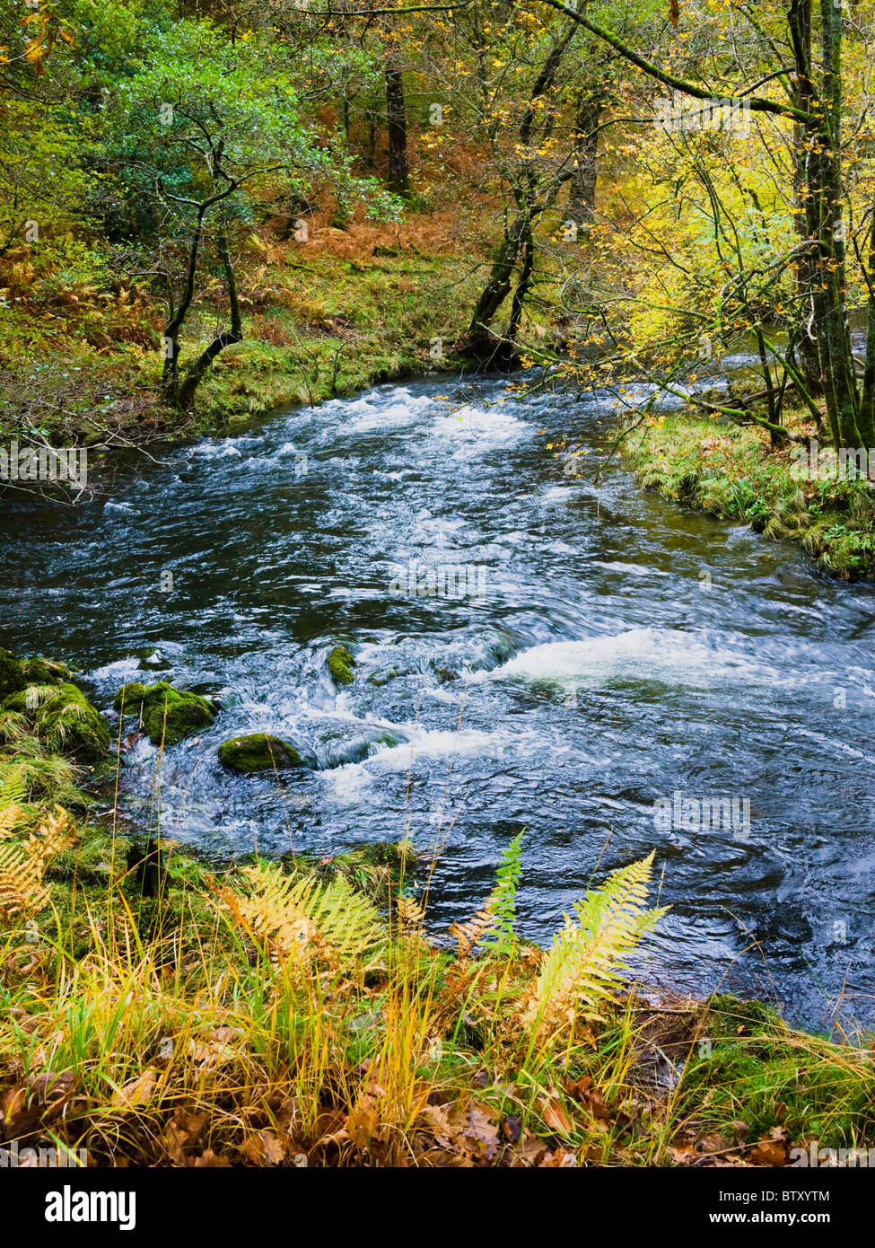 Il fiume Brathay in boschi vicino a Colwith nel Lake District National Park, Cumbria, Inghilterra. Foto Stock