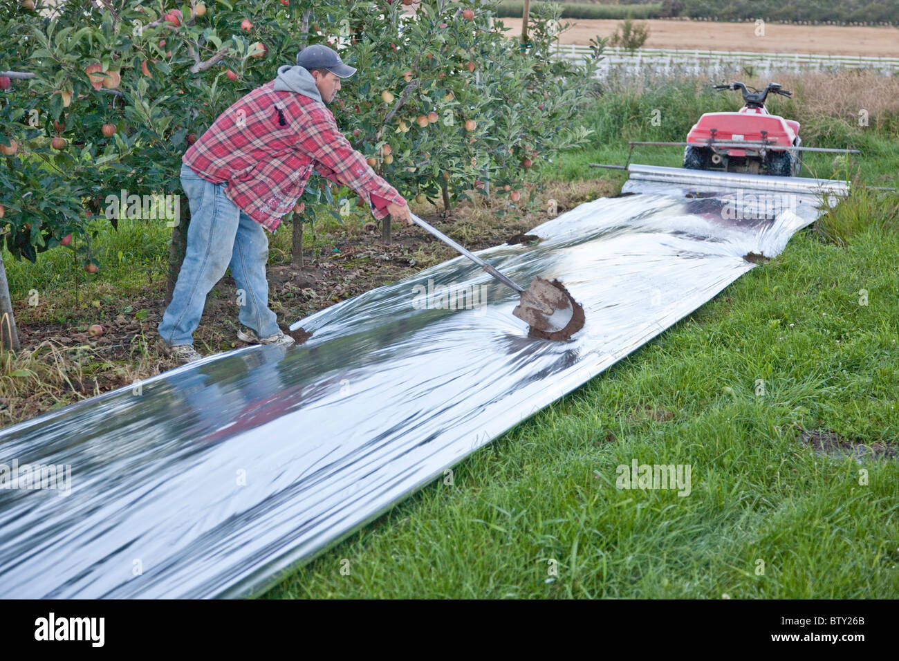 Lavoratore di installare il mylar, apple Orchard. Foto Stock