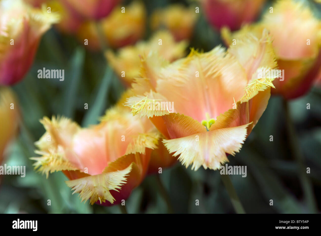 Lambada tulipani in tulip giardino Keukenhof a Lisse Paesi Bassi. Tipo di fiore: orlate tulip Nome:Lambada Foto Stock