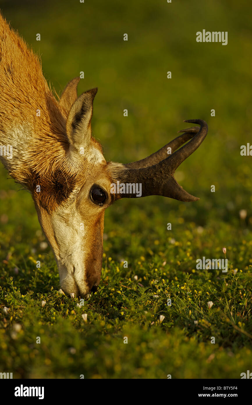 (Pronghorn Antelope) (Antilocapra americana) Dakota del Sud - USA Foto Stock