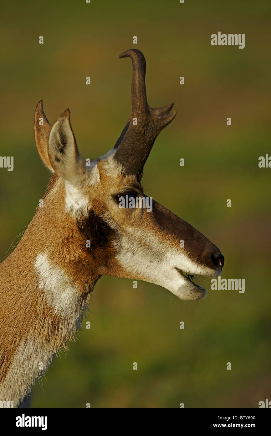 (Pronghorn Antelope) (Antilocapra americana) Dakota del Sud - USA Foto Stock