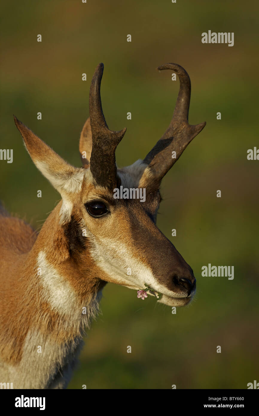 (Pronghorn Antelope) (Antilocapra americana) Dakota del Sud - USA Foto Stock