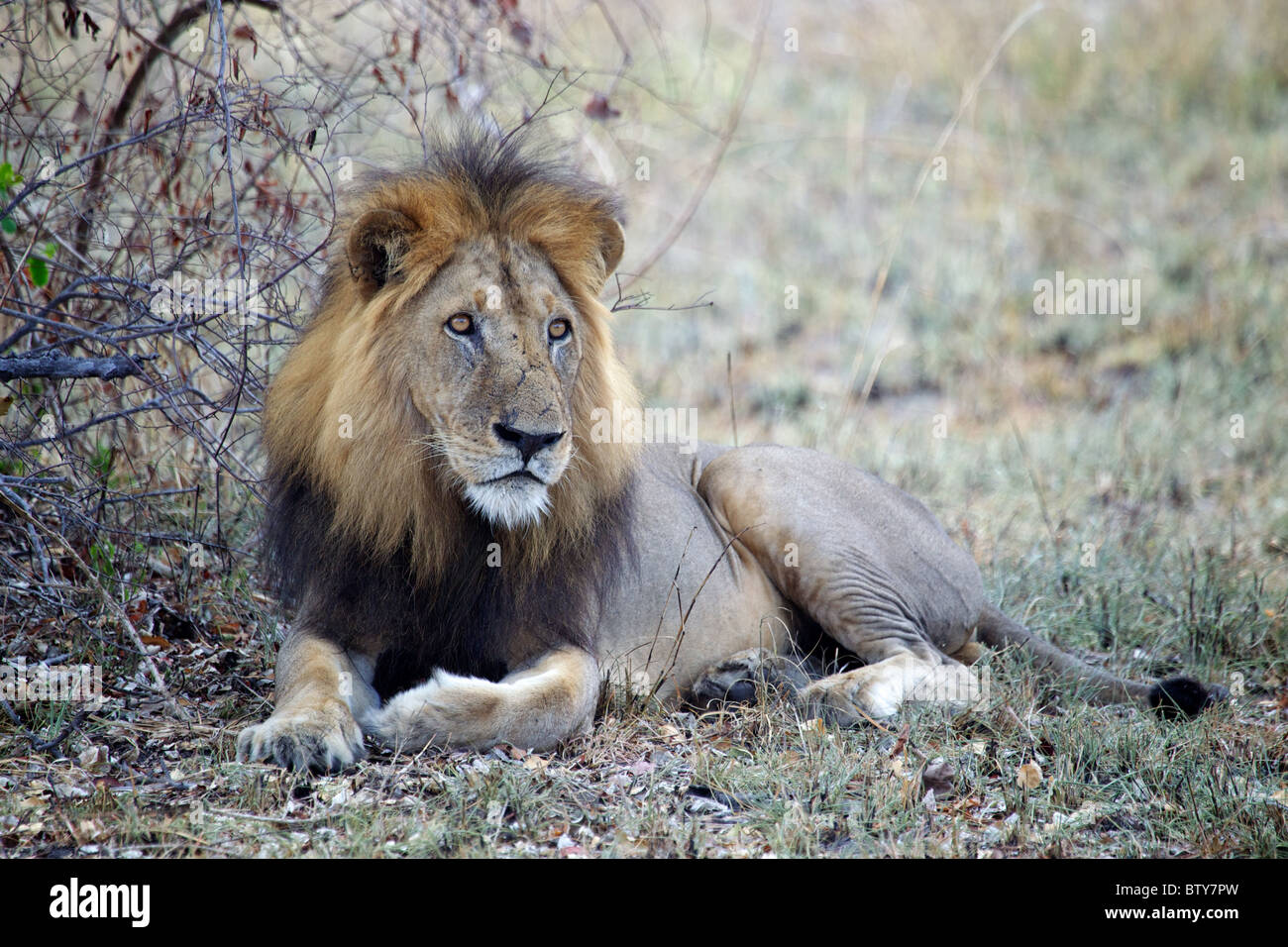 Maschio di leone africano ( Panthera Leo ) Saadani National Park in Tanzania Foto Stock